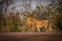 062 Zimbabwe, Hwange NP, leeuw
